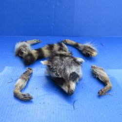 Preserved Raccoon Head with Tail and 4 Legs 