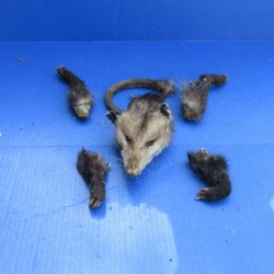 Preserved Opossum H...