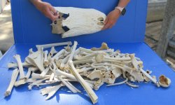 #2 Grade 10lbs of Assorted Bones 