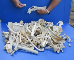 12lb Assorted Animal Bones 