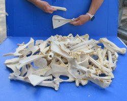 #2 Grade 10lbs of Assorted Bones 