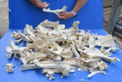 #2 Grade 10lbs of Assorted Bones 