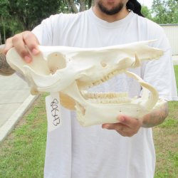 13" Wild Boar Skull 