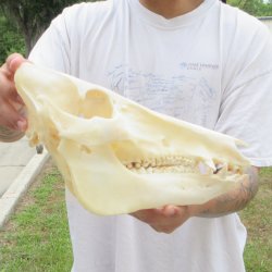 13" Wild Boar Skull 