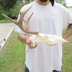 7 Point Whitetail Deer Skull