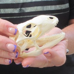 A-Grade Iguana Skull 3-1/2"