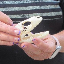 A-Grade Iguana Skull 3-1/4"