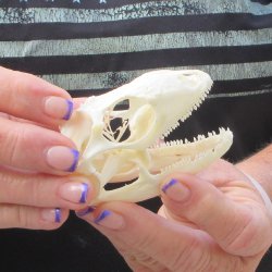 A-Grade Iguana Skull 3"
