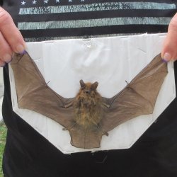 Preserved P.Kuhlii Bat with open wings 