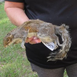  Preserved Full-Body Squirrel  <font color=red>Special Price </font> 