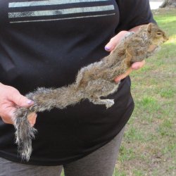  Preserved Full-Body Squirrel  <font color=red>Special Price </font> 