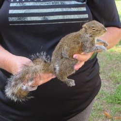  Preserved Full-Body Squirrel  <font color=red>Special Price </font> 