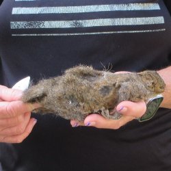  Preserved Full-Body Squirrel  <font color=red>Special Price </font> 