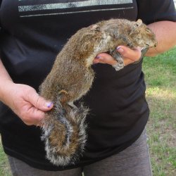  Preserved Full-Body Squirrel  <font color=red>Special Price </font> 