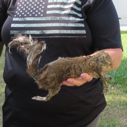  Preserved Full-Body Squirrel  <font color=red>Special Price </font> 