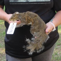  Preserved Full-Body Squirrel  <font color=red>Special Price </font> 