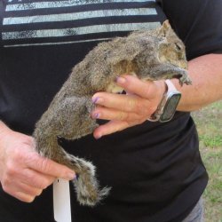  Preserved Full-Body Squirrel  <font color=red>Special Price </font> 