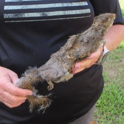  Preserved Full-Body Squirrel  <font color=red>Special Price </font> 