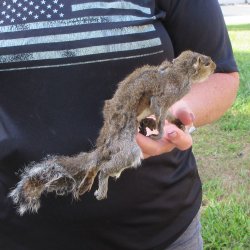  Preserved Full-Body Squirrel  <font color=red>Special Price </font> 