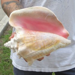 9" B-Grade Pink Conch