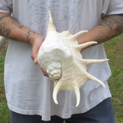  14" Giant Spider Conch 