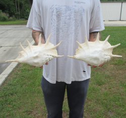 Two piece 13" Giant Spider Conch Shell 