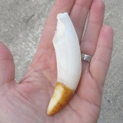  Alligator Tooth 4"