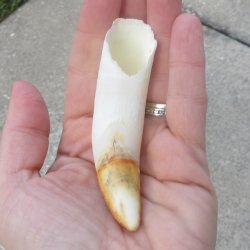  Alligator Tooth 4"