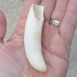  Alligator Tooth 3-3/4"