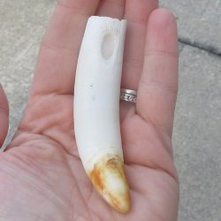  Alligator Tooth 3-3/4"