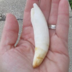  Alligator Tooth 3-3/4"