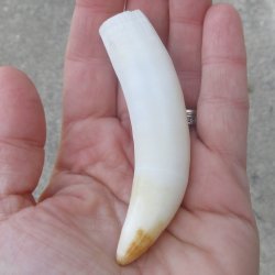  Alligator Tooth 3-3/4"