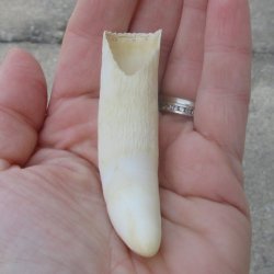  Alligator Tooth 3-1/2"
