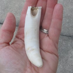  Alligator Tooth 4"