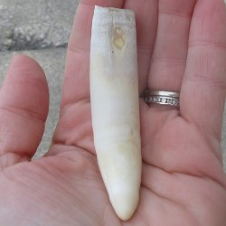  Alligator Tooth 3-1/2"