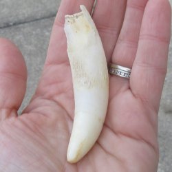  Alligator Tooth 3-1/2"