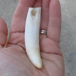  Alligator Tooth 3-1/2"