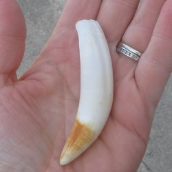  Alligator Tooth 3-1/4"