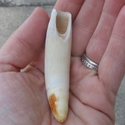  Alligator Tooth 3-1/4"