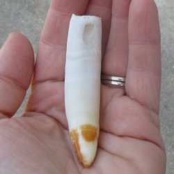  Alligator Tooth 3-1/4"