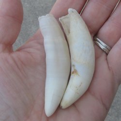 Two piece Alligator Teeth 3" 
