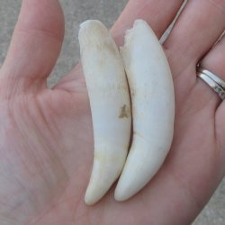 Two piece Alligator Teeth 3" 