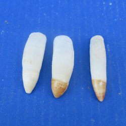 Three piece Alligator Teeth 2-1/2" to 2-7/8"