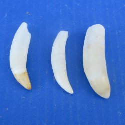 Three piece Alligator Teeth 2-1/2" to 2-7/8"
