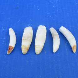 Five piece Alligator Teeth 2" to 2-3/8"