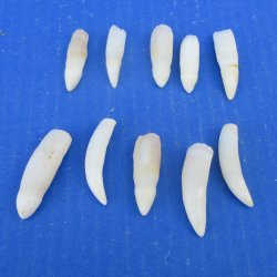Ten piece Alligator Teeth 1-1/2" to 1-7/8"