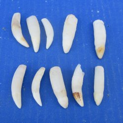 Ten piece Alligator Teeth 1-1/2" to 1-7/8"