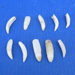 Ten piece Alligator Teeth 1-1/2" to 1-7/8"