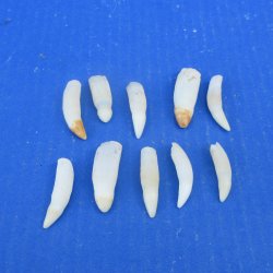 Ten piece Alligator Teeth 1-1/2" to 1-7/8"