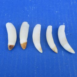 Five piece Alligator Teeth 2" to 2-3/8"